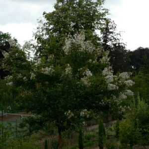 Lagerstroemia 'Natchez'