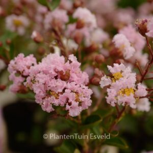 Lagerstroemia indica 'LAGE01' (EVELINE)