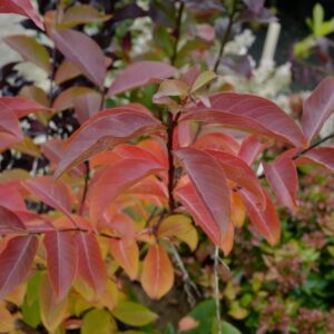 Lagerstroemia indica 'Sarah's Favorite'