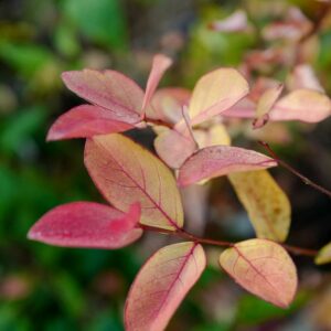 Lagerstroemia indica 'Victoria'