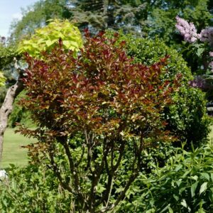 Lagerstroemia indica 'Whit VIII' (RHAPSODY IN PINK)