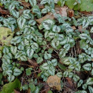 Lamiastrum galeobdolon 'Florentinum'
