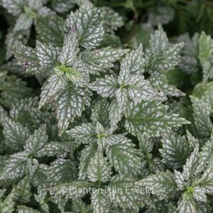 Lamiastrum galeobdolon 'Herman's Pride'