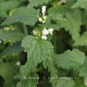 Lamium album