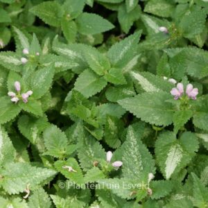 Lamium maculatum