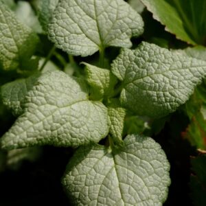 Lamium maculatum 'Purple Dragon'
