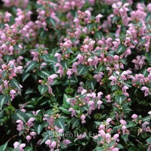 Lamium maculatum 'Shell Pink'