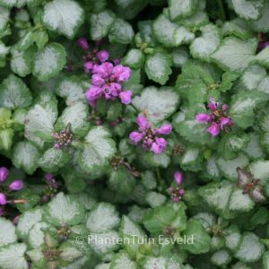 Lamium maculatum 'Sterling Silver'
