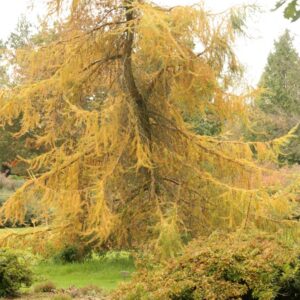 Larix kaempferi