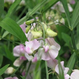 Lathyrus latifolius 'Pink Pearl'