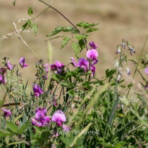 Lathyrus sylvestris