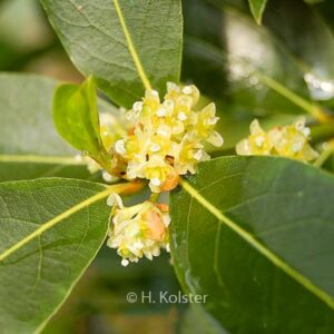 Laurus nobilis x Umbellularia californica