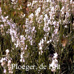 Lavandula angustifolia 'Alba'