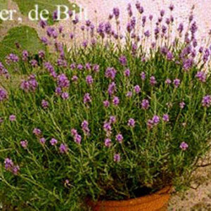 Lavandula angustifolia 'Dwarf Blue'