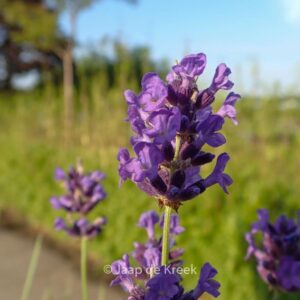 Lavandula angustifolia 'Essance Purple'