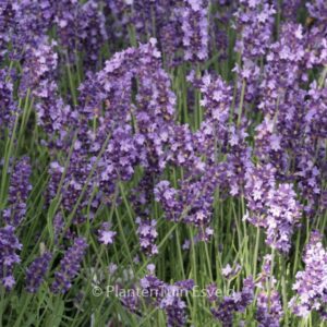 Lavandula angustifolia 'Hidcote'