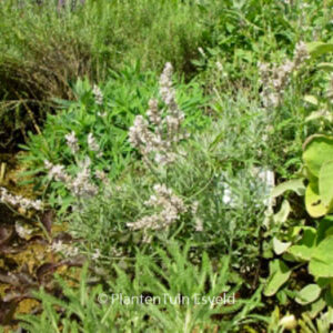 Lavandula angustifolia 'Hidcote Pink'