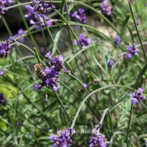 Lavandula angustifolia 'Imperial Gem'