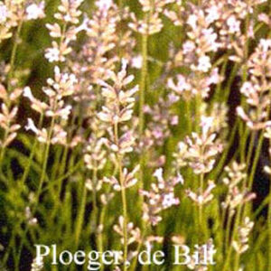 Lavandula angustifolia 'Loddon Pink'