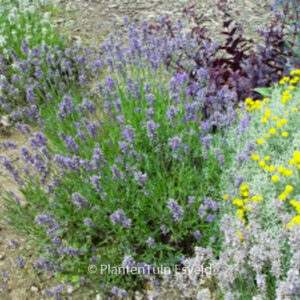 Lavandula angustifolia 'Middachten'