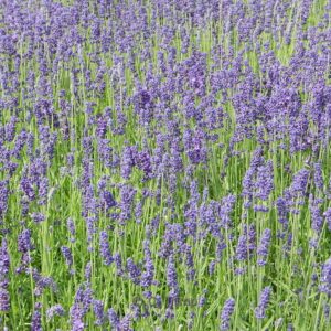 Lavandula angustifolia 'Munstead'