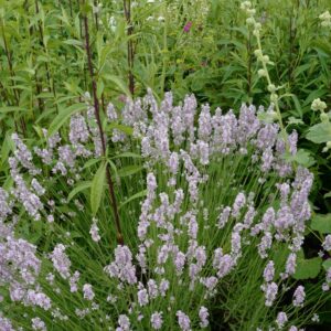 Lavandula angustifolia 'Rosea'