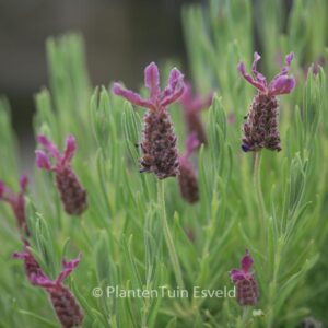 Lavandula stoechas