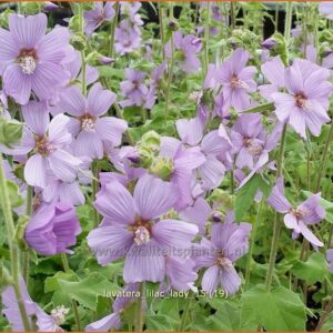 Lavatera 'Lilac Lady'