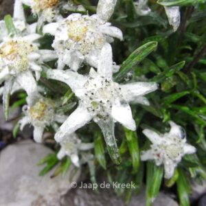 Leontopodium alpinum