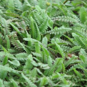 Leptinella potentilliana