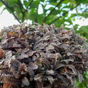 Leptinella squalida 'Platt's Black'