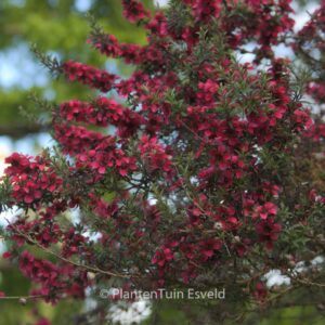 Leptospermum scoparium