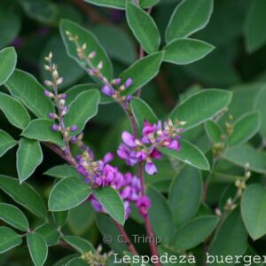 Lespedeza buergeri