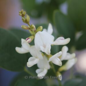 Lespedeza thunbergii 'Albiflora'