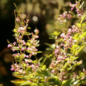 Lespedeza thunbergii 'Edo shibori'