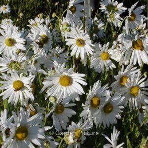 Leucanthemella serotina