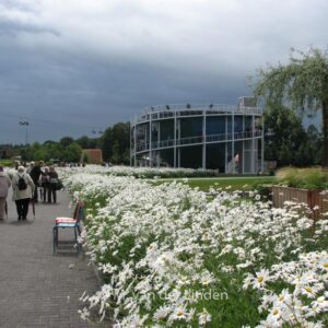 Leucanthemum 'Alaska'
