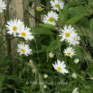 Leucanthemum 'Becky'