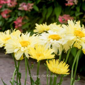Leucanthemum 'Goldfinch'