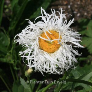 Leucanthemum 'Old Court Variety'