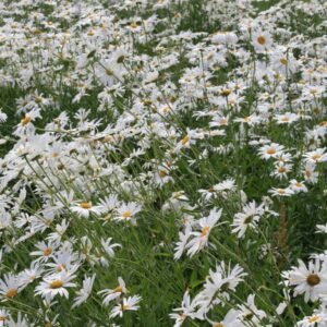 Leucanthemum 'Silberprinzesschen'