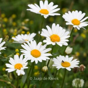 Leucanthemum vulgare