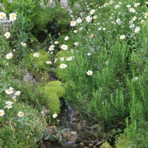 Leucanthemum vulgare 'Maikoenigin'