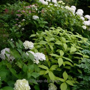 Leucosceptrum japonicum 'Golden Angel'