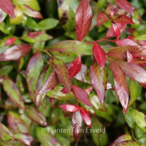 Leucothoe 'Zeblid' (SCARLETTA)