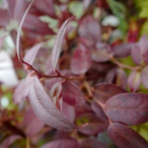 Leucothoe 'Zebonard' (LOVITA)