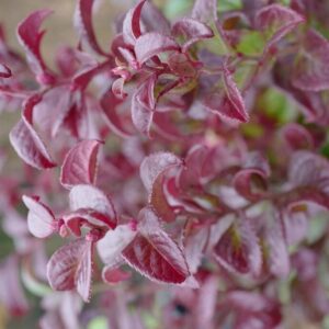 Leucothoe axillaris 'Opstal20' (TWISTING RED)