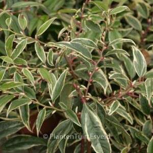 Leucothoe fontanesiana 'Howw' (WHITEWATER)