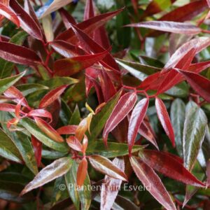 Leucothoe keiskei 'Opstal50' (BURNING LOVE)