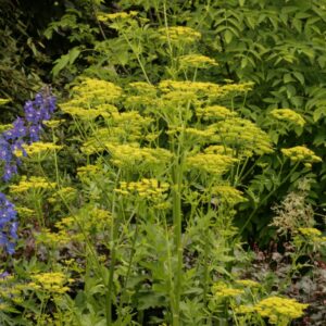 Levisticum officinale